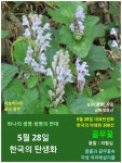 한국의 탄생화와 부부 사랑 / 골무꽃, 광대수염 등 - ◈ 우리나라 오늘의 꽃 제작 - 하늘바다의 꽃과 철학/유레카3 5월 28일. 한국의 탄생화와... 