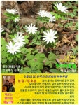한국의 탄생화와 부부 사랑 / 꿩의바람꽃 - ◈ 우리나라 오늘의 꽃... 꽃과 철학/유레카3 3월 12일. 한국의 탄생화와 부부 사랑 / 꿩의바람꽃