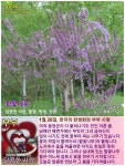 1월 26일.한국의 탄생화 / 팥꽃나무 - ◈ 우리나라 오늘의 꽃 제작 - 하늘바다의 꽃과 철학/유레카3 1월 26일.한국의 탄생화 / 팥꽃나무