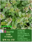 한국의 탄생화와 부부 사랑 / 자주광대나물 - ◈ 우리나라 오늘의 꽃 제작 - 하늘바다의 꽃과 철학/유레카3 3월 23일. 세계 기상의 날. 한국의... 
