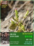 8월 23일. 한국의 탄생화와 부부 사랑 / 모시풀, 병아리풀, 보풀, 벗풀... 철학/유레카3 8월 23일. 한국의 탄생화와 부부 사랑 / 모시풀, 병아리풀... 