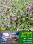 한국의 탄생화와 부부 사랑 / 자주광대나물 - ◈ 우리나라 오늘의 꽃 제작 - 하늘바다의 꽃과 철학/유레카3 3월 23일. 세계 기상의 날. 한국의... 