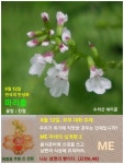 8월 12일 한국의 탄생화와 부부 사랑 / 파리풀 - ◈ 우리나라 오늘의 꽃... 꽃과 철학/유레카3 8월 12일 한국의 탄생화와 부부 사랑 / 파리풀