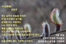 한국의 탄생화와 부부 사랑 / 갯버들, 키버들 등 버들강아지 - ◈ 우리나라 오늘의 꽃 제작 - 하늘바다의 꽃과 철학/유레카3 2월 16일. 한국의... 