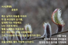 한국의 탄생화와 부부 사랑 / 갯버들 - ◈ 우리나라 오늘의 꽃 제작... 꽃과 철학/유레카3 2월 16일. 한국의 탄생화와 부부 사랑 / 갯버들