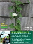 8월 7일 한국의 탄생화/하늘타리, 여주, 수세미오이 - ◈ 우리나라 오늘의 꽃 제작 - 하늘바다의 꽃과 철학/유레카3 8월 7일 한국의 탄생화... 