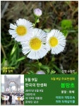 개보리뺑이, 봄망초 등 - ◈ 우리나라 오늘의 꽃 제작 - 하늘바다의... 한국의 탄생화와 부부 사랑 / 지칭개, 곰취, 뽀리뱅이, 개보리뺑이, 봄망초 등