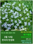 한국의 탄생화와 부부 사랑 / 초봄에 꽃 피는 외산 원예종. 꽃잔디... 한국의 탄생화와 부부 사랑 / 초봄에 꽃 피는 외산 원예종. 꽃잔디... 