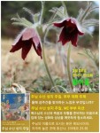 3월 28일 한국의 탄생화 / 할미꽃 - ◈ 우리나라 오늘의 꽃 제작 - 하늘바다의 꽃과 철학/유레카3 3월 28일 한국의 탄생화 / 할미꽃