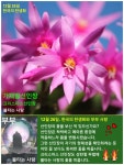 한국의 탄생화와 부부 사랑 / 가재발선인장, 크리스마스로즈 - ◈ 우리나라 오늘의 꽃 제작 - 하늘바다의 꽃과 철학/유레카3 12월 26일. 한국의... 