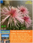 11월 9일. 한국의 탄생화와 부부사랑 / 실국, 대국 - ◈ 우리나라 오늘의 꽃 제작 - 하늘바다의 꽃과 철학/유레카3 11월 9일. 한국의 탄생화와... 