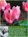 1월 14일. 한국의 탄생화와 부부 사랑 / 시클라멘 - ◈ 우리나라 오늘의... 꽃과 철학/유레카3 1월 14일. 한국의 탄생화와 부부 사랑 / 시클라멘