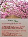 4월 12일 한국의 탄생화 / 복사나무 (복사꽃) - ◈ 우리나라 오늘의 꽃 제작 - 하늘바다의 꽃과 철학/유레카3 4월 12일 한국의 탄생화 / 복사나무... 