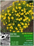 6월 10일. 한국의 탄생화 / 금계국, 기생초 - ◈ 우리나라 오늘의 꽃 제작 - 하늘바다의 꽃과 철학/유레카3 6월 10일. 한국의 탄생화 / 금계국... 