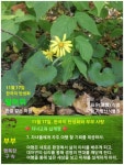 11월 17일 한국의 탄생화와 부부사랑 / 털머위 - ◈ 우리나라 오늘의... 꽃과 철학/유레카3 11월 17일 한국의 탄생화와 부부사랑 / 털머위