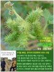 11월 20일. 한국의 탄생화와 부부 사랑 / 도깨비바늘, 가막사리... 철학/유레카3 11월 20일. 한국의 탄생화와 부부 사랑 / 도깨비바늘, 가막사리... 