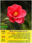 한국의 탄생화와 부부 사랑 / 동백나무 - ◈ 우리나라 오늘의 꽃 제작... 제주 4.3민중항쟁 희생자 추념일. 한국의 탄생화와 부부 사랑 / 동백나무