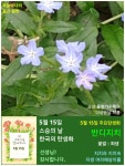 한국의 탄생화와 부부사랑 / 물망초, 꽃마리, 꽃받이, 반디지치 등... 한국의 탄생화와 부부사랑 / 물망초, 꽃마리, 꽃받이, 반디지치 등​