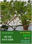 한국의 탄생화와 부부 사랑 / 녹나무, 생달나무 - ◈ 우리나라 오늘의... 철학/유레카3 1월 15일. 한국의 탄생화와 부부 사랑 / 녹나무, 생달나무