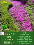 3월 14일. 한국의 탄생화와 부부 사랑 / 초봄에 꽃 피는 외산 원예종.... 철학/유레카3 3월 14일. 한국의 탄생화와 부부 사랑 / 초봄에 꽃 피는 외산... 