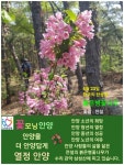 한국의 탄생화와 부부 사랑 / 병꽃나무, 붉은병꽃나무 - ◈ 우리나라 오늘의 꽃 제작 - 하늘바다의 꽃과 철학/유레카3 4월 23일. 한국의... 