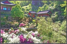 봄꽃으로 장엄한 화엄의 세계-1 (현봉 박우현) - ┃ 불 교 와 영 상 ┃ - 아비라 봄꽃으로 장엄한 화엄의 세계-1 (현봉 박우현)