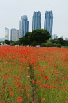 (5월23일) 🌺🥀울산대공원 🌹🌸장미축제🥀🌹 - 제27기(알림... 경성 골드에이지 (5월23일) 🌺🥀울산대공원 🌹🌸장미축제🥀🌹