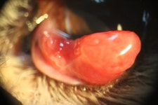 gland) adenoma, complex type - ☆º━·······안 과˚˚ - 청주 안과 골절 정성환 동물병원 청주 안과 골절 정성환 동물병원