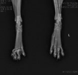 발등뼈 골절 - ☆º━·······정형외과˚˚ - 청주 안과 골절 정성환 동물병원 청주 안과 골절 정성환 동물병원