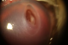 Deep C. Ulcer - ☆º━·······안 과˚˚ - 청주 안과 골절 정성환 동물병원 청주 안과 골절 정성환 동물병원