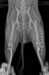 슬개골 탈구 4기 - ☆º━·······정형외과˚˚ - 청주 안과 골절 정성환 동물병원 청주 안과 골절 정성환 동물병원