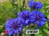 26/6월설죽원친구들 - 운동장 풍경 - 우리 운동장 26/6월설죽원친구들