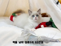 책임분양 10만원~ ( 렉돌/아비/폴드/러시안블루/페르시안/먼치킨... 10만원~ ( 렉돌/아비/폴드/러시안블루/페르시안/먼치킨/브리티쉬숏헤어등등 )