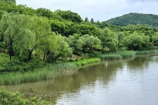 보리밭에 핀 양귀비와 수레국화(인천대공원) - 파인더로 본 세상 - 여행, 바람처럼 흐르다 보리밭에 핀 양귀비와 수레국화(인천대공원)
