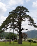 ＜ 2022년 9월 25일 ＞ 제782차 속리산-법주사-오리숲길 100대명산 (충북 보은) - ▒ 산 행 신 청 ▒ - 춘천푸른산악회 ＜ 2022년 9월 25일... 