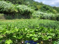 남악신도시 임성지구 토지 투자 여기가 좋겠네요~ - 목포 - 부동산 백화점 남악신도시 임성지구 토지 투자 여기가 좋겠네요~