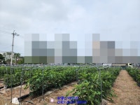 영암 삼호읍 원룸부지 주거지역이라 좋네요~(매물번호 2142) - 영암 - 부동산 백화점 영암 삼호읍 원룸부지 주거지역이라 좋네요~(매물번호 2142)