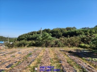 주말농장으로 좋은 영암 토지매매 농막도 있답니다~(매물번호 2232) - 기타부동산 - 부동산 백화점 주말농장으로 좋은 영암 토지매매 농막도... 