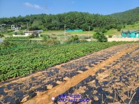 임성지구 개발지와 가까운 무안땅이네요~ - 무안 - 부동산 백화점 임성지구 개발지와 가까운 무안땅이네요~