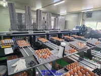 전남 산란계농장매매 귀한 매물입니다~(매물번호 2572) - 기타부동산 - 부동산 백화점 전남 산란계농장매매 귀한 매물입니다~(매물번호 2572)