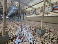 전남 영암군 양계장매매 지붕에 태양광발전소 1메가도 있답니다~(매물번호 2424) - 기타부동산 - 부동산 백화점 전남 영암군 양계장매매... 