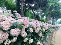공주 유구 색동수국꽃 축제 - 꽃·야생화 - 삼척 두타문학회 공주 유구 색동수국꽃 축제