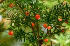 영남알프스, 배내골 주암계곡의 꽃들 - 풍경 사진 그림방 - 두동 초등 학교 동창회 영남알프스, 배내골 주암계곡의 꽃들