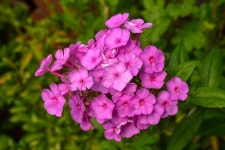 영남알프스, 배내골 주암계곡의 꽃들 - 풍경 사진 그림방 - 두동 초등 학교 동창회 영남알프스, 배내골 주암계곡의 꽃들