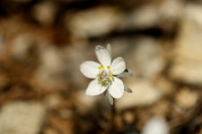 변산 바람꽃2 - 포토 앨범 - 해군과 바다의 시 변산 바람꽃2