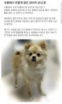 양산 서창 강아지를 찾습니다 - ♬나도한마디♬ - ♡양산시유기견보호센터♡ 양산 서창 강아지를 찾습니다