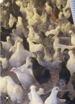 청계 백봉2달이상 암놈분양 - (동.식물)사고 팝니다 - 염소 천국 염소 천국