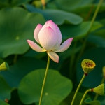 경주 월지동궁 옆 연꽃 밭 에 연꽃 대릉원 여름 풍경 소개 합니다... 경주 월지동궁 옆 연꽃 밭 에 연꽃 대릉원 여름 풍경 소개 합니다