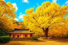 경주 운곡서원 가을 은행 나무 단풍 명소 소개 합니다 - 자유홍보방 - 푸른산악회-울산 경주 운곡서원 가을 은행 나무 단풍 명소 소개 합니다