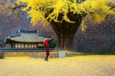 경주 운곡서원 가을 은행 나무 단풍 명소 소개 합니다 - 자유홍보방 - 푸른산악회-울산 경주 운곡서원 가을 은행 나무 단풍 명소 소개 합니다